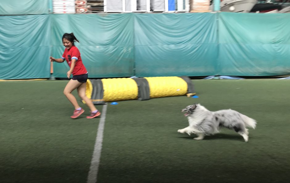 Cropped 150118 Agility 013s jpg Peak Agility Training Center 